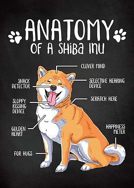 Anatomy of a Shiba Inu